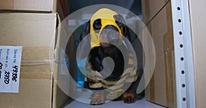 Impish funny dachshund puppy in handmade balaclava on its head, hiding among cardboard boxes on a shelf in a warehouse