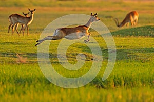 Implala jump in the grass savannah, Okavango South Africa. Impala in golden grass. Beautiful impala in the grass with evening sun