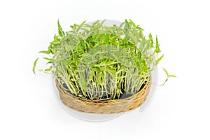 Implant bean sprouts in a rattan textile on white background