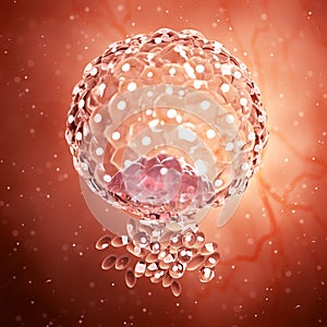 An implanted blastocyst