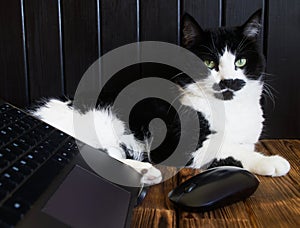 An important funny cute cat next to an open laptop and a computer wireless mouse. Wooden background. Scandinavian style