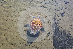 An important nesting area for sea Caretta turtles at Finike.