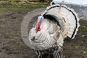 Important pompous turkey in the backyard