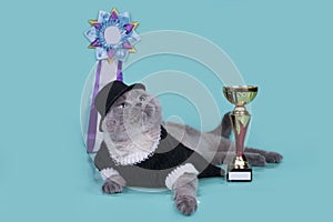 Important Scottish cat with their awards at an backgrou