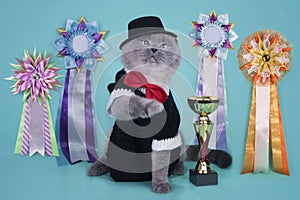 important Scottish cat with their awards at an isolated background