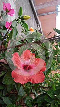 Imported Pink yellow bud Red hibiscus