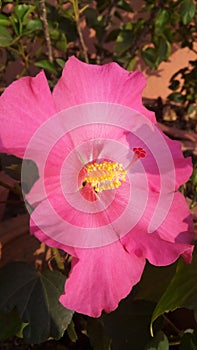 Imported Pink yellow hibiscus