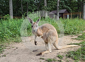 Imported Young Australian Kangaroo in American Zoo