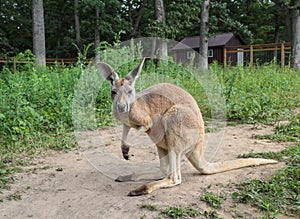 Imported Young Australian Kangaroo in American Zoo photo