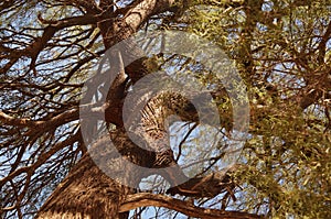 Imposant tree from above