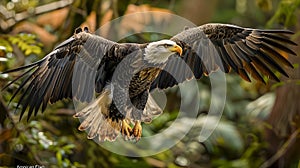 Imposing Bald Eagle Gliding With Outstretched Wings In A Forested Area