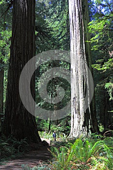 Giant Coast Redwoods at Big Tree Wayside, Prairie Creek State Park, Redwoods National Park, UNESCO Site, Northern California, USA photo