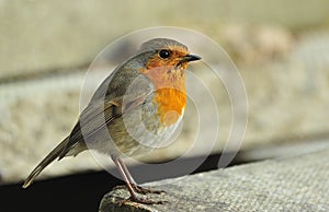 Imposing Robin (Erithacus rubecula)