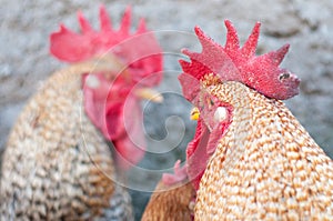 Imposing roosters photo