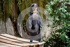 Imposing spectacled bear standing looking forward in closeup and portrait.