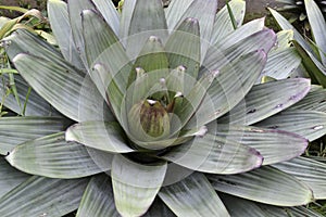 imposing tropical imperial bromeliad highlighted