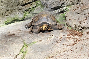 Impressed tortoise