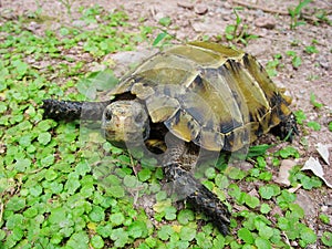 Impressed tortoise photo