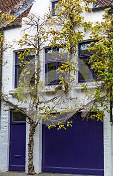 Impressing tree growing around sharply white medieval house with brightly navy blue windows, door and garage door photo