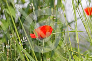 Impression of corn poppy in summertime