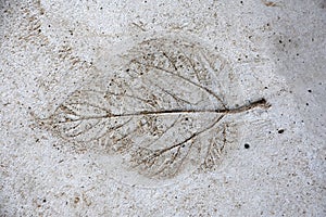 Impression of a filigree  leaf