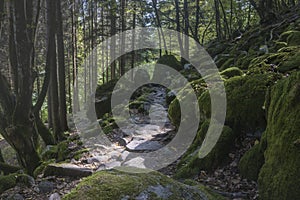 Hiking GR5 through the Vosges