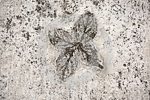 Impression of Leaves in concrete