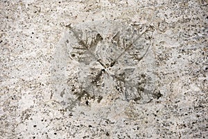 Impression of Leaves in concrete