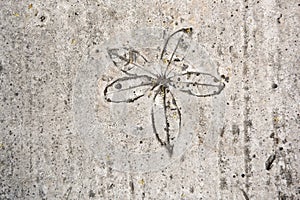 Impression of Leaves in concrete