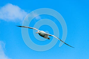 Wandering Albatross in Flight