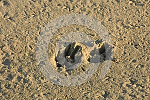 Impression of Two Dog Paw Prints in the Sand