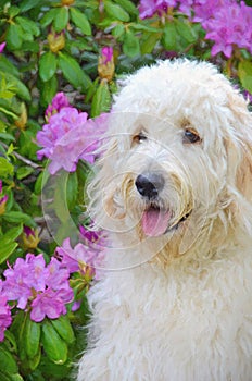 Impressionism of a goldendoodle