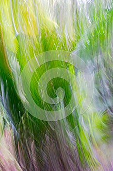 Impressionism in nature palm fronds in blur