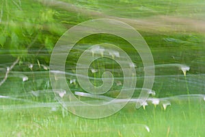 Impressionist arum lilies among long grass background