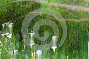 Impressionist arum lilies among long grass background