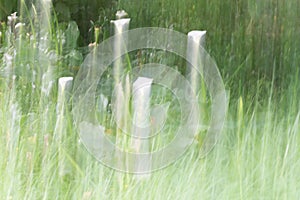 Impressionist arum lilies among long grass background