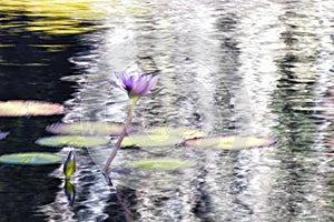 Impressionist Water Lily