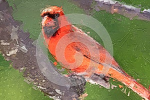 Impressionistic Style Artwork of an Alert Northern Cardinal Perched in a Tree