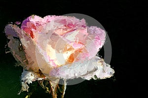 Impressionistic Style Artwork of a Delicate Pink Rose