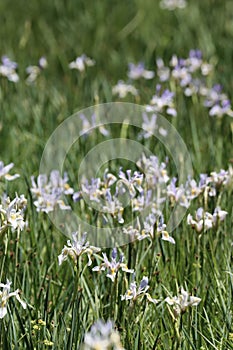 Impressions In Iris - San Emigdio Mtns - 071023