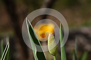 `Impressions of Zen` light and shadows play in the zen garden