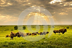 These impressive American Bison wander the Kansas Maxwell Prairie Preserve