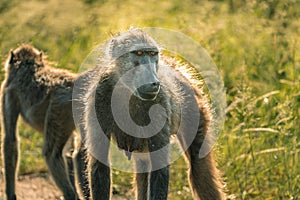 Impressive baboon with beautiful natural lighting in Kruger National Park