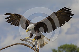 Impressive Bald eagle on a branch with it`s wings spread