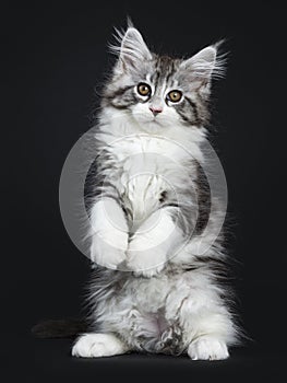 Impressive black tabby Maine Coon cat