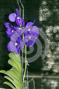 Impressive Blue Orchids