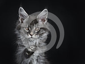 Impressive blue silver Maine Coon cat kitten, Isolated on black background.
