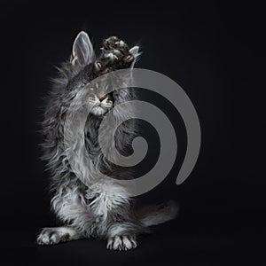 Impressive blue silver Maine Coon cat kitten, Isolated on black background. photo