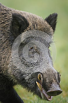 Impressive boar close-up