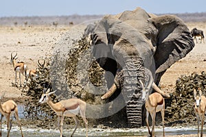 Impressive Bull elephant splashing at the waterhole